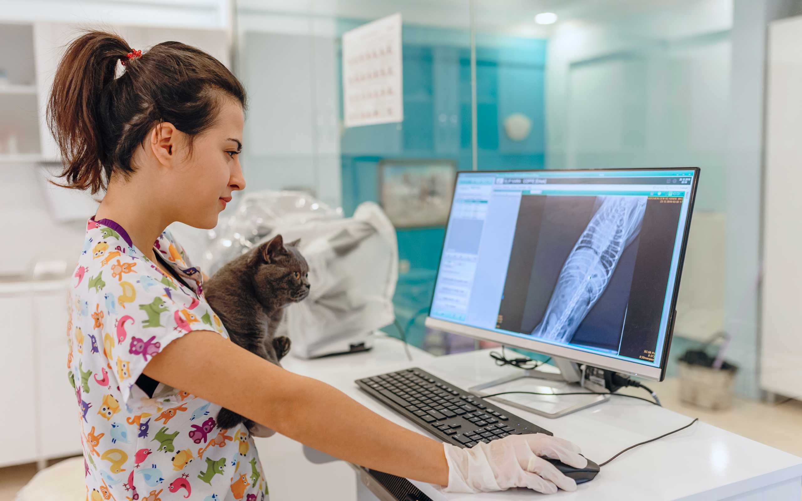 Veterinær holder en katt og ser på en skjerm med pasientjournaler